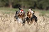 YORKSHIRE TERRIER 236